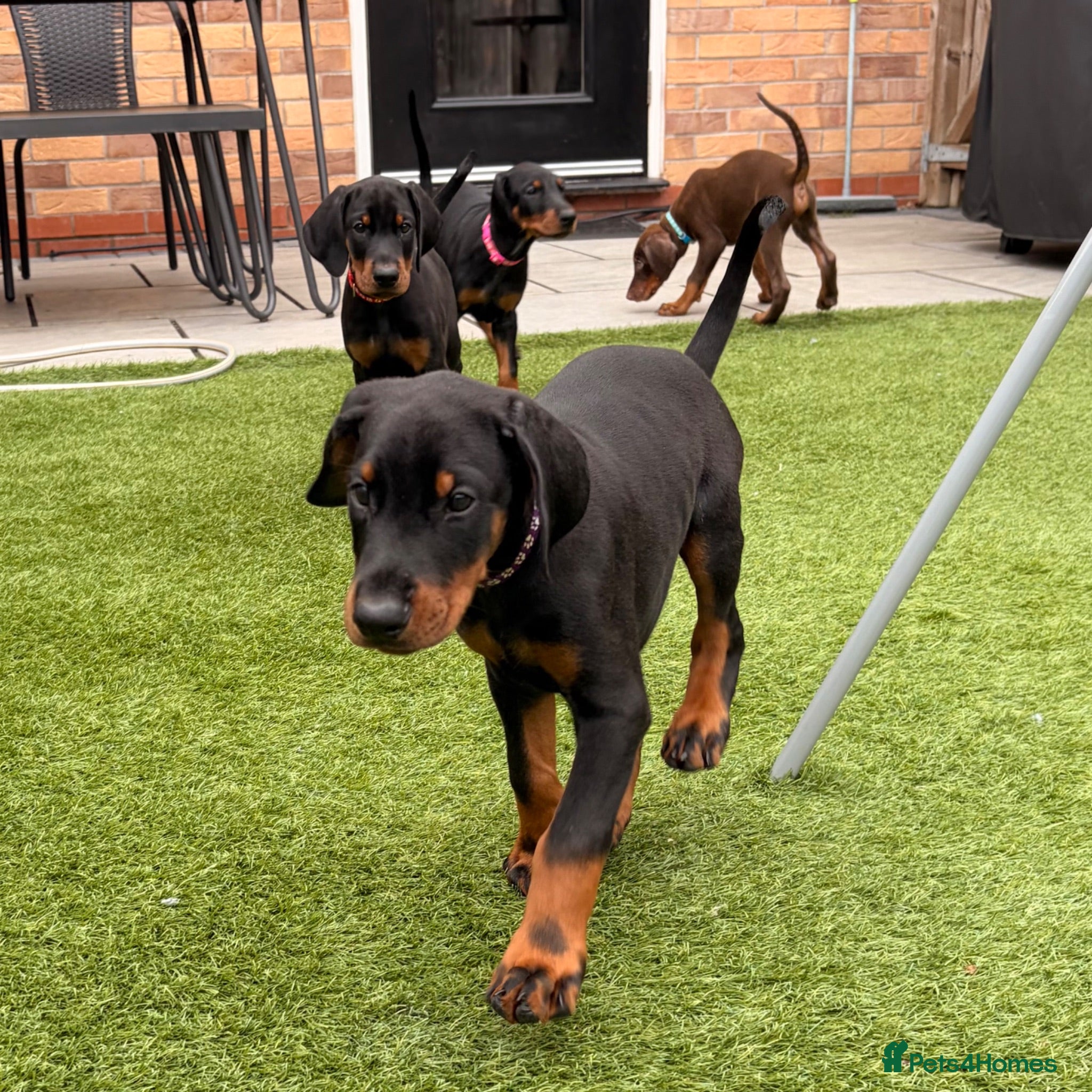 Dobermann dogs 🏡 Ready to Collect | KC Registered Dobermans - Advert 2