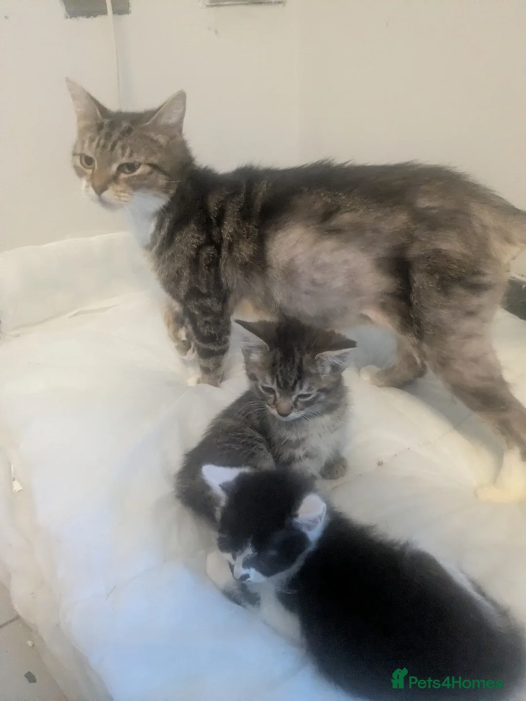 Mixed Breed cats for sale: 2 female kittens for sale - Advert 3