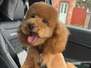 Miniature Poodle dogs Teddy - Advert 17