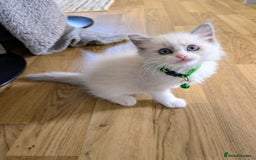 Ragamese cats for sale: 🐾💎Ragdoll X Siamese (Ragamese) Kittens💎🐾 - Image 18