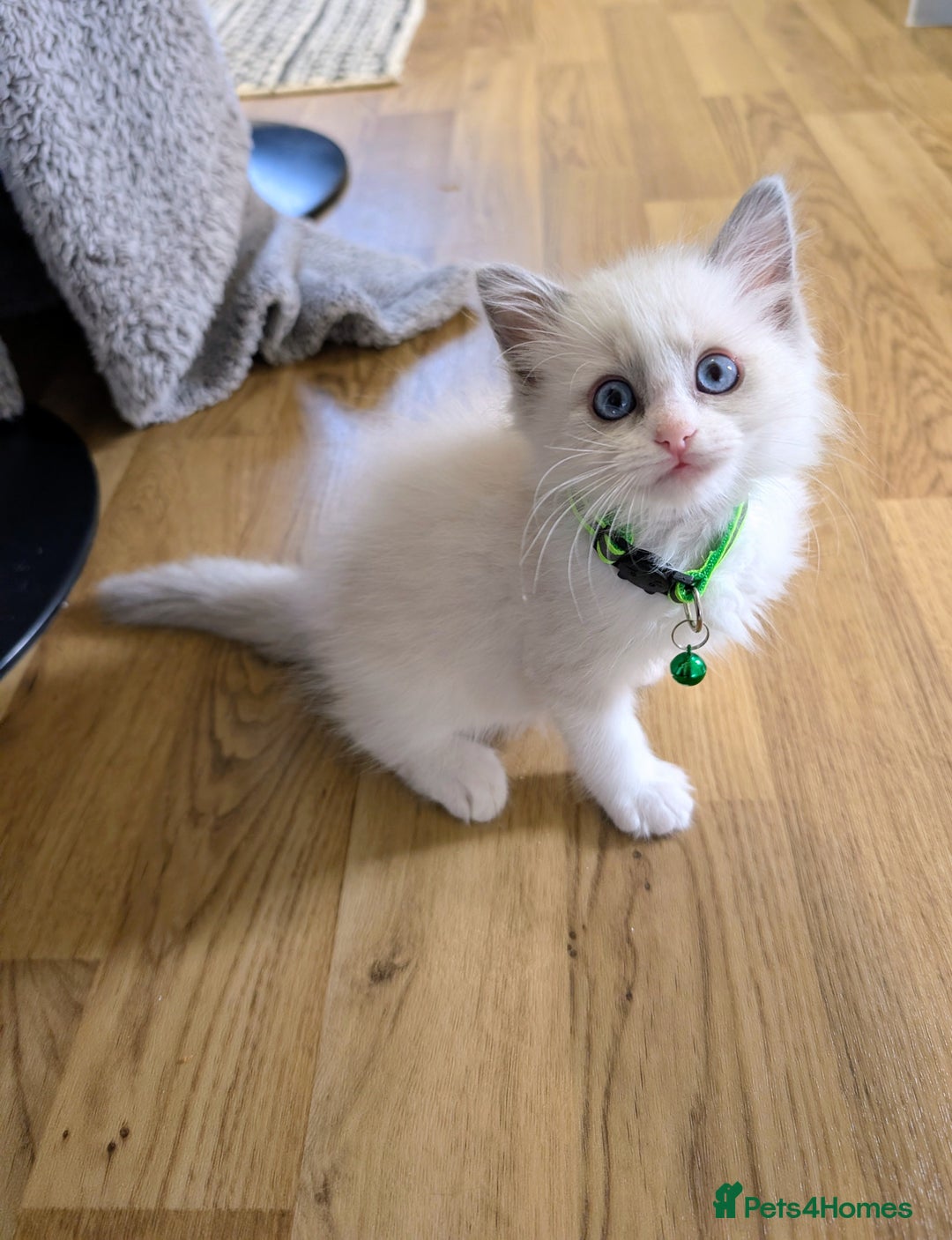 Ragamese cats for sale: 🐾💎Ragdoll X Siamese (Ragamese) Kittens💎🐾 - Image 18