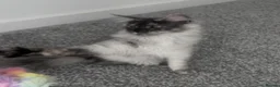 Maine Coon cats for sale: BLACK SMOKE Maine Coon kitten READY TO LEAVE - Advert 3