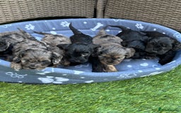 Cockapoo dogs for sale: Gorgeous cockapoo puppies - Image 7