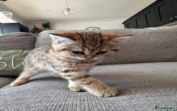 British Shorthair cats for sale: BSH kittens for sale - SOLD - Image 4