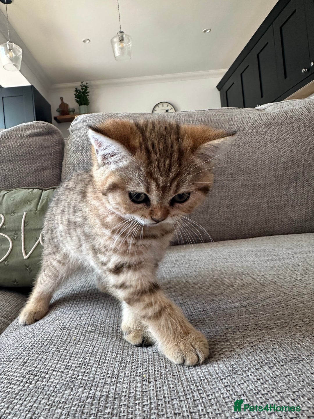 British Shorthair cats for sale: BSH kittens for sale - SOLD - Image 4
