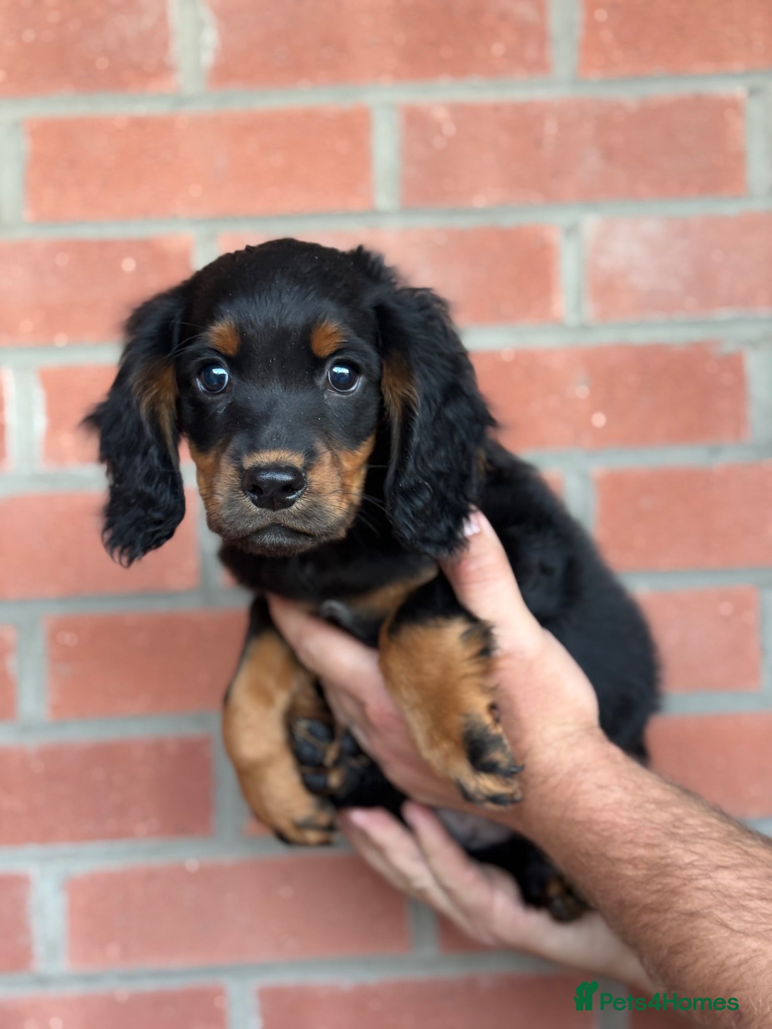 Cocker Spaniel dogs  Cocker spaniel puppys - Advert 1