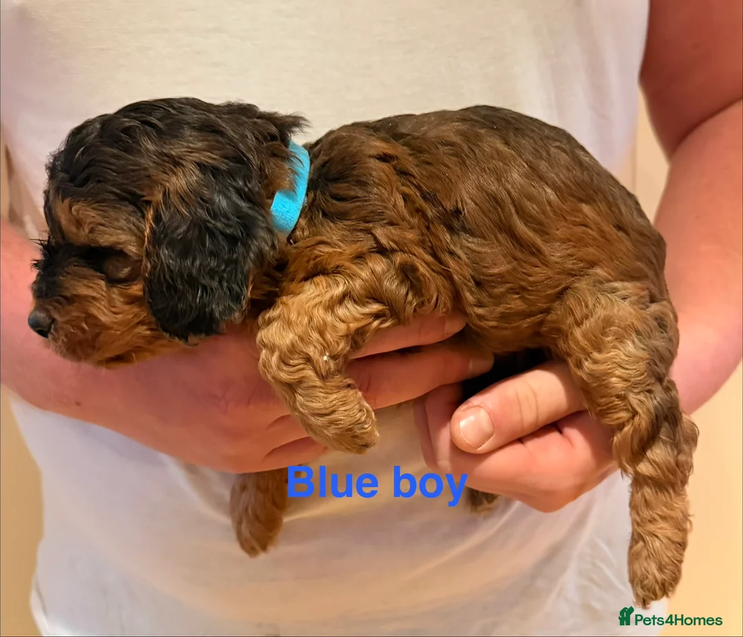 Cockapoo dogs for sale: 6 beautiful Cockerpoo  - Advert 5