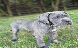 Cane Corso dogs for sale: Cane corso - Image 4