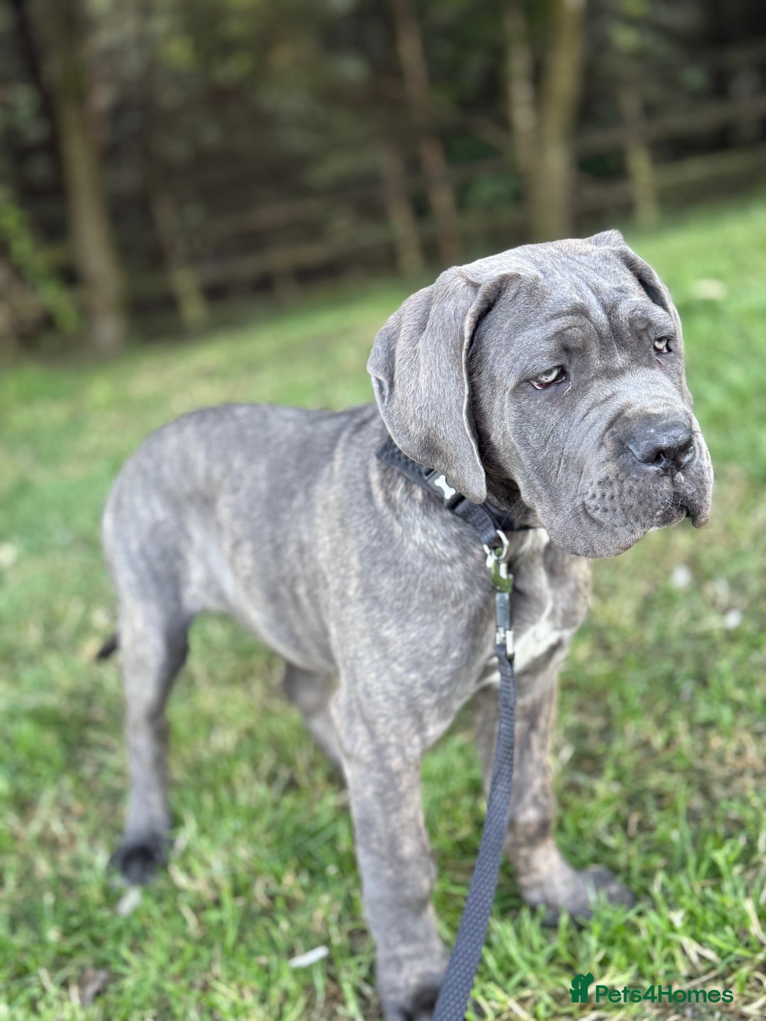 Cane Corso dogs for sale: Cane corso - Image 4