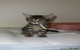 Mixed Breed cats for sale: 4 Beautiful tabby kittens - Image 1