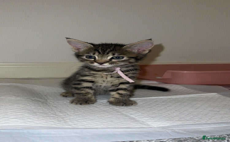 Mixed Breed cats - Advert 4