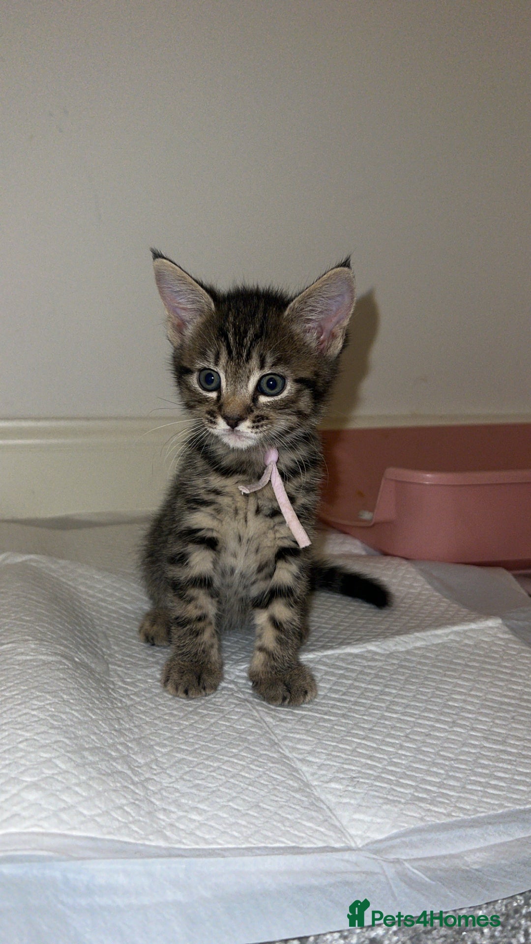 Mixed Breed cats for sale: 4 Beautiful tabby kittens - Image 1