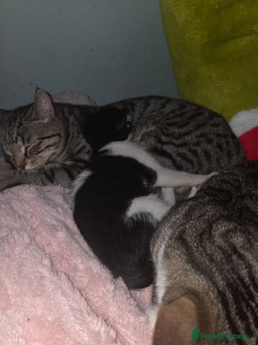 Mixed Breed cats for sale: 3 male cats available  - Advert 2