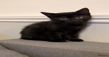 Mixed Breed cats - Advert 5