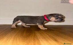 French Bulldog dogs for sale: BLUE & CREAM/TAN Isabella/pink carrying. - Image 15