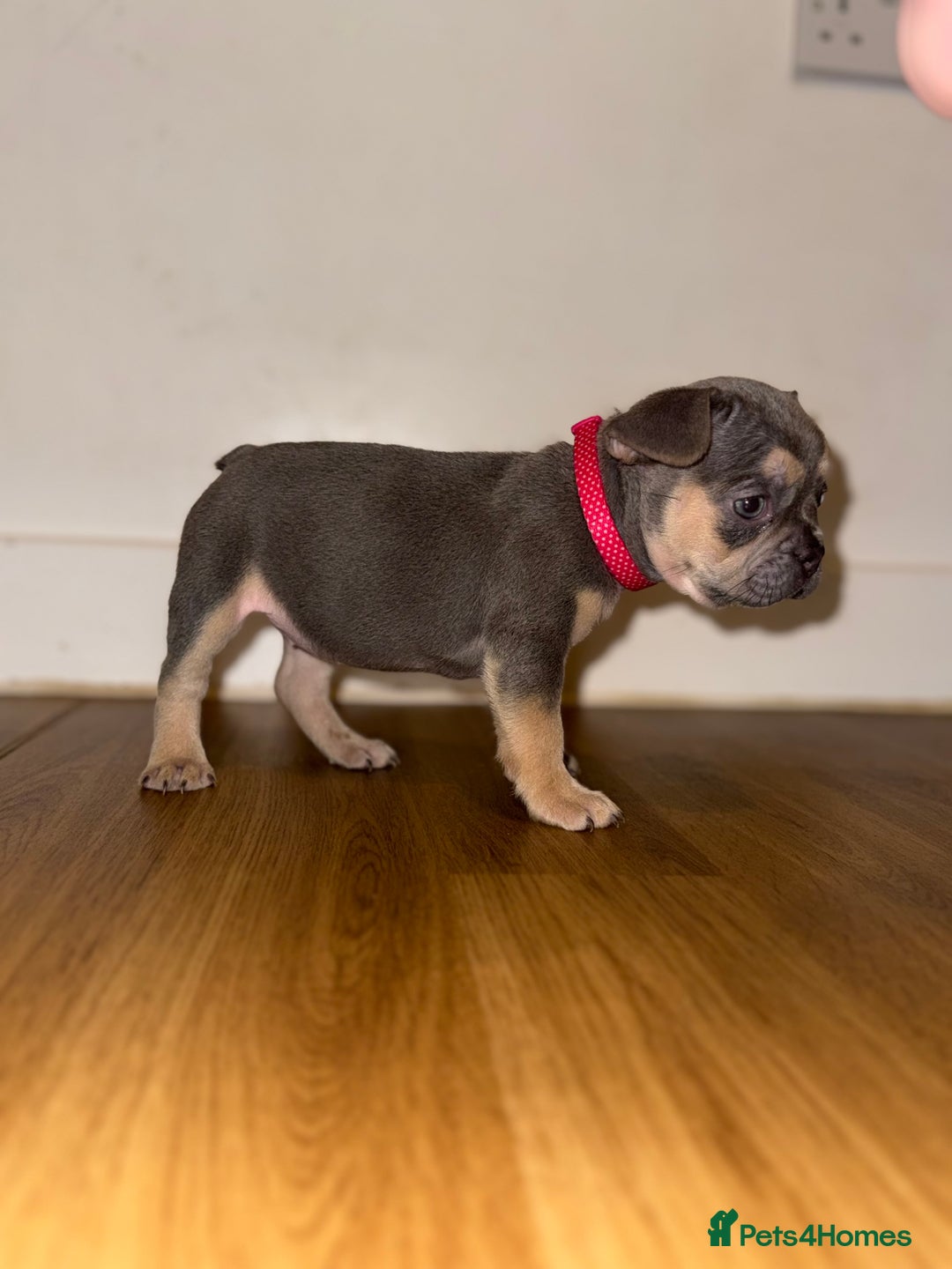French Bulldog dogs for sale: BLUE & CREAM/TAN Isabella/pink carrying. - Image 15