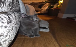 British Shorthair cats for sale: Gorgeous british shorthair 11 week old boy - Image 9