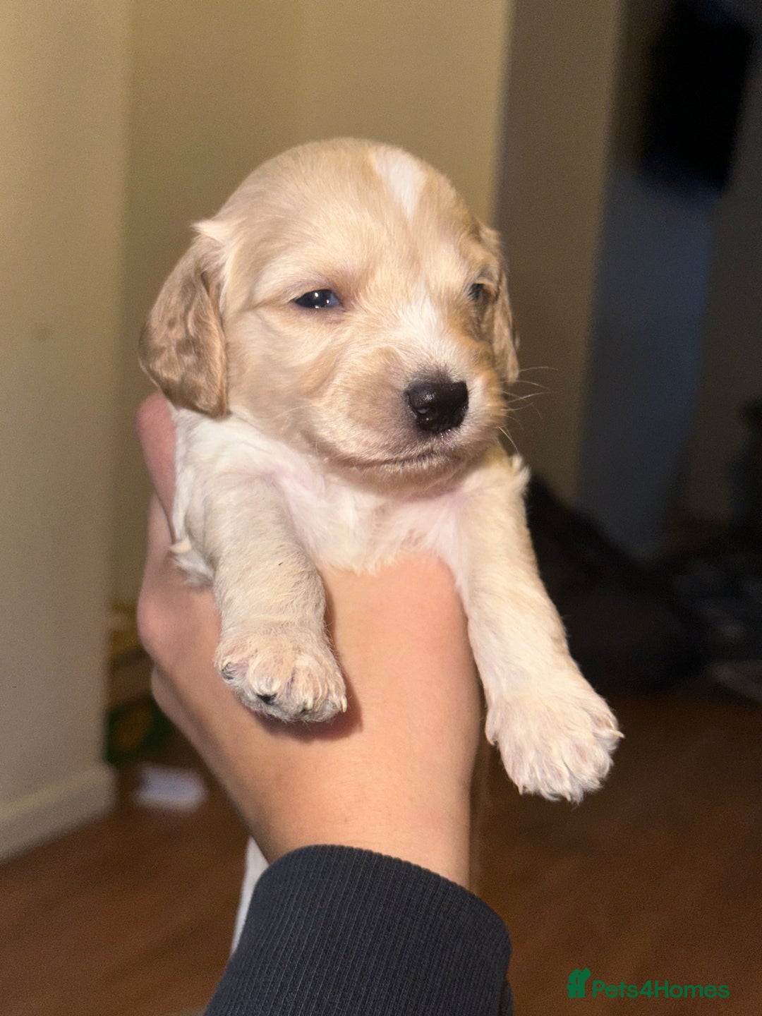 Cockapoo dogs for sale: Beautiful mixed Merle F2B Cockapoos  - Advert 18