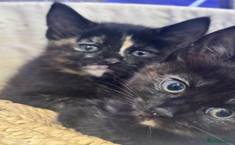 Mixed Breed cats - Advert 1