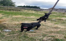 Patterdale Terrier dogs for sale: Patterdale  - Advert 3