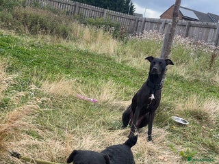 Patterdale Terrier dogs Patterdale - Advert 1