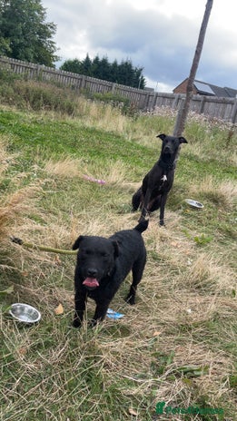 Patterdale Terrier dogs Patterdale - Advert 3