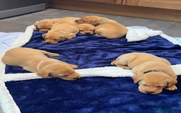 Labrador Retriever dogs for sale: Kennel Club Fox Red Labrador Puppies Health Tested - Advert 18