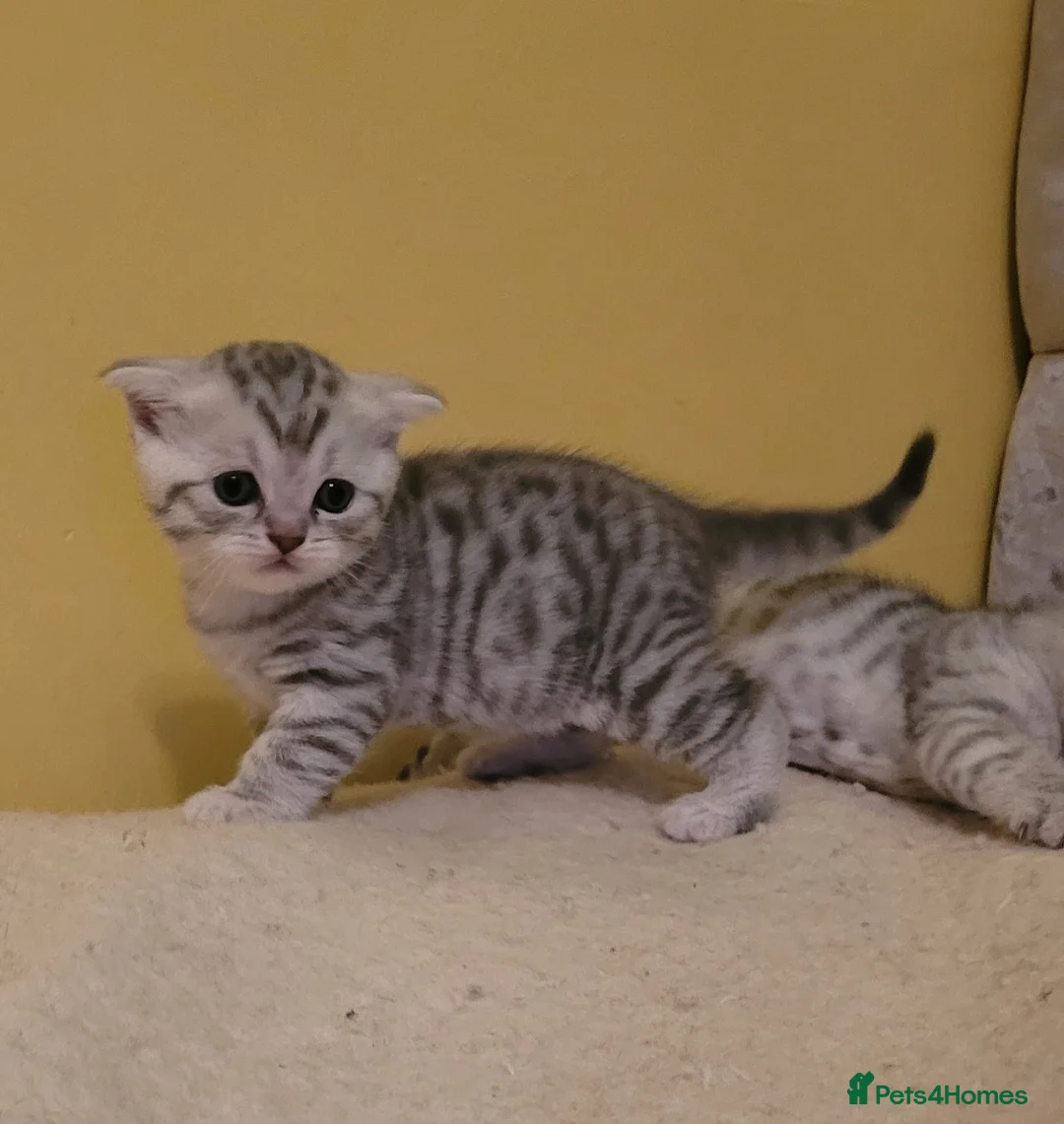 Scottish Fold cats for sale: Scottish fold kittens Blue spotted  - Advert 2