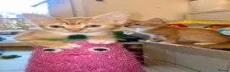 Mixed Breed cats for sale: Beautiful Ginger Kittens!  in London - Advert 2