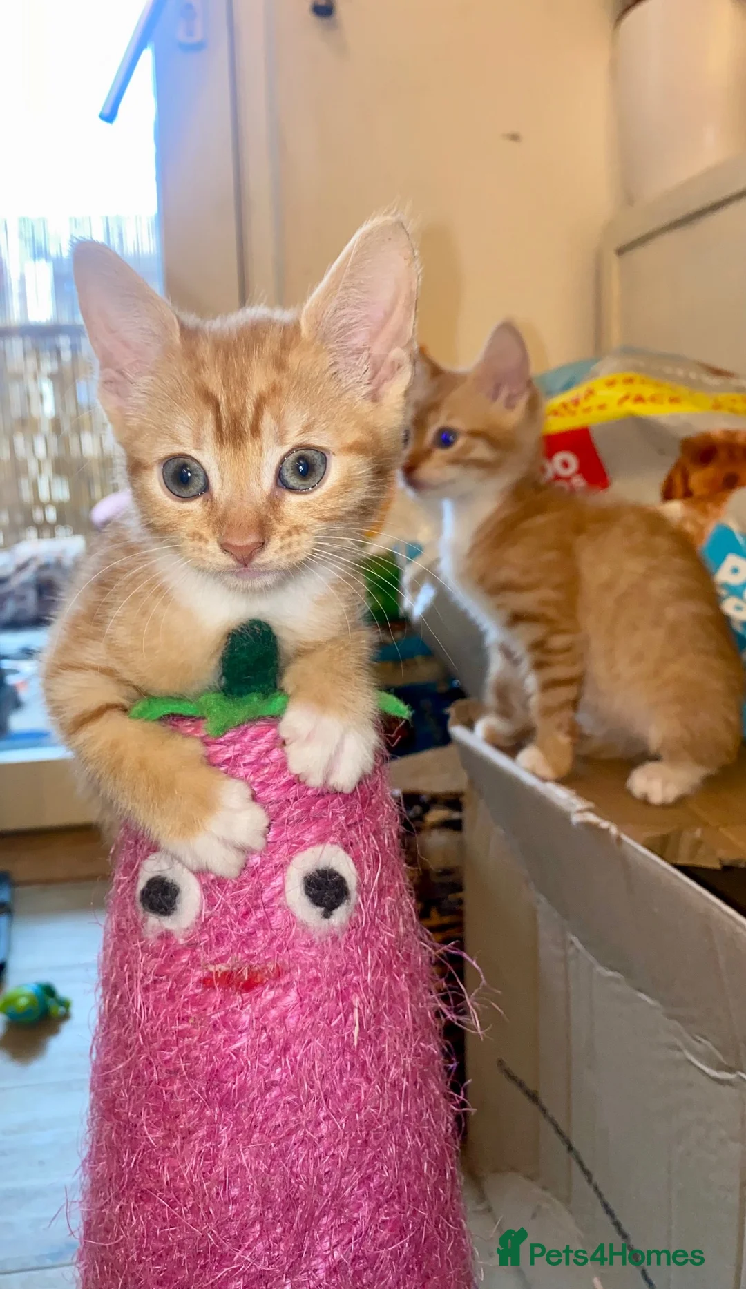 Mixed Breed cats for sale: Beautiful Ginger Kittens!  in London - Advert 2