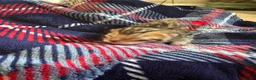 Bengal cats for sale: Pure Bengal kittens  in Oswestry - Advert 10
