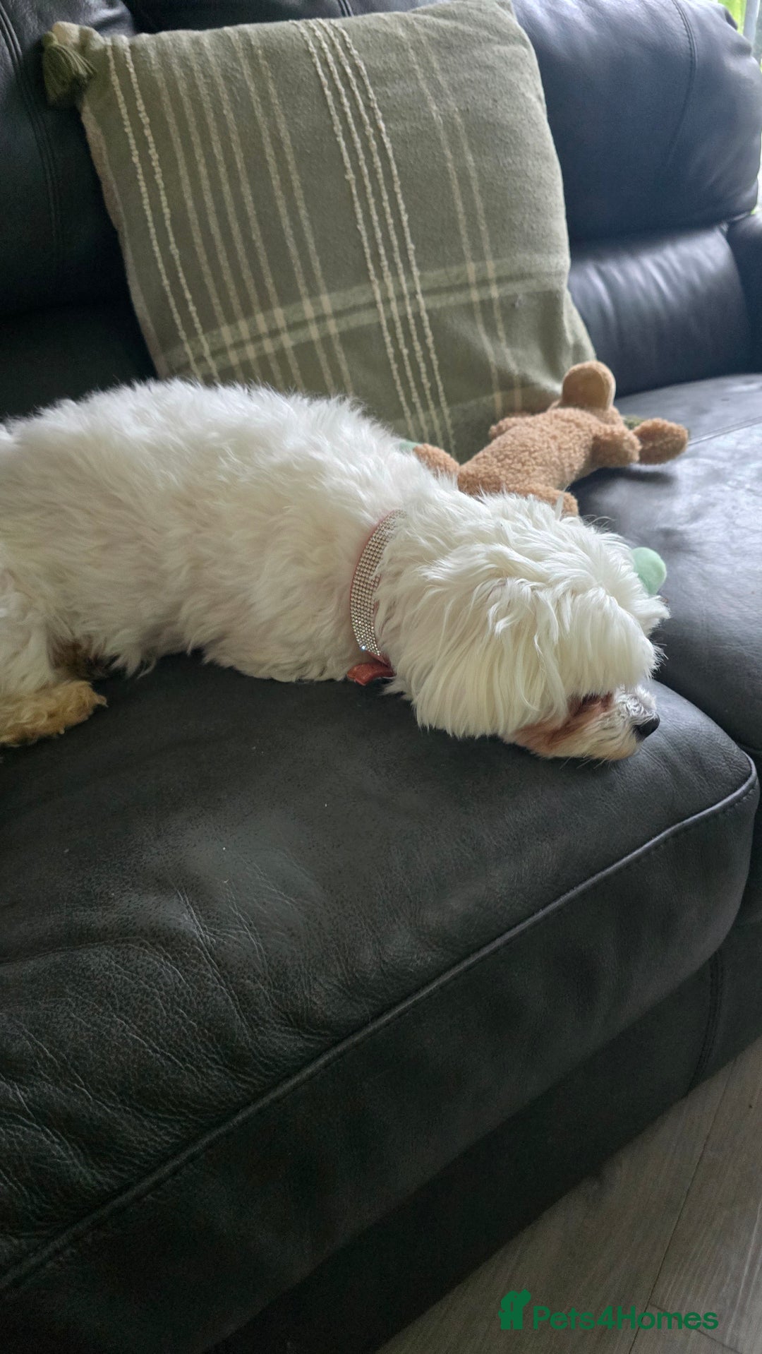 Maltese dogs for sale: Maltese female dog (BELLA) - Advert 3