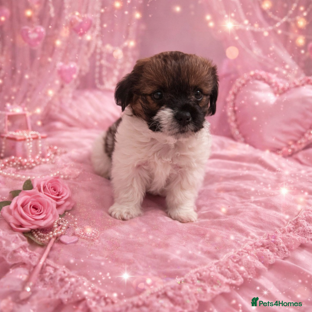 Shih Tzu dogs  Beautiful little puppy - Advert 7