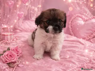 Shih Tzu dogs Beautiful little puppy - Advert 7
