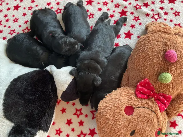 Miniature Schnauzer dogs Beuatiful black girls - Advert 16
