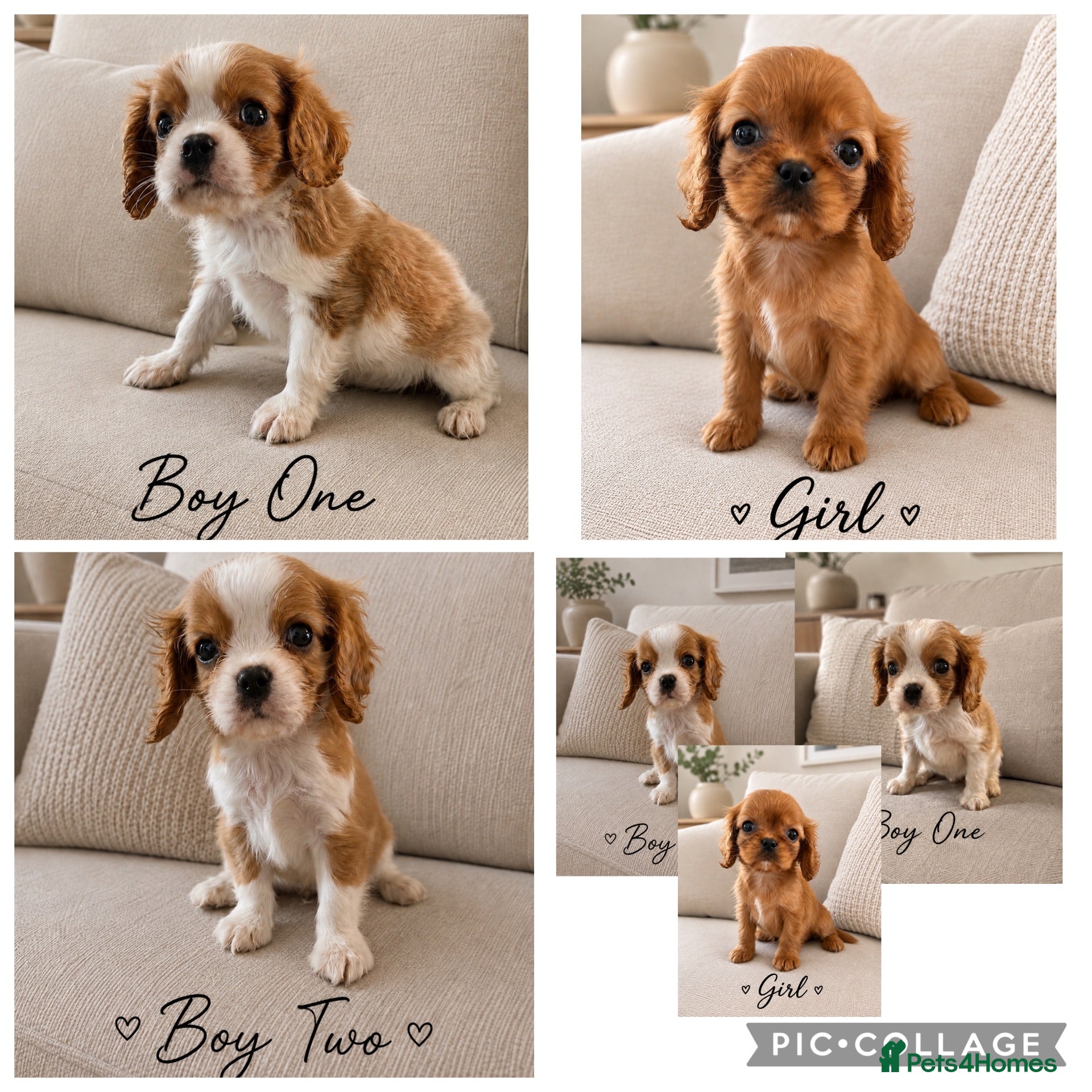 Cavalier King Charles Spaniel dogs ** DNA 🧬 PRA CLEAR CAVALIER KING CHARLES PUPPIES  - Advert 2
