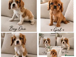 Cavalier King Charles Spaniel dogs ** DNA 🧬 PRA CLEAR CAVALIER KING CHARLES PUPPIES - Advert 2
