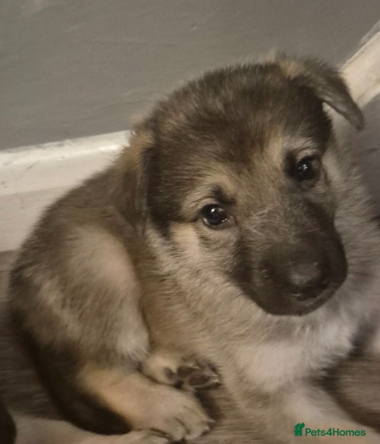Mixed Breed dogs Pups  mum gsdx Alaskan malamute Dad is full gsd  - Advert 4