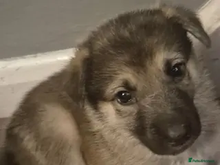 Mixed Breed dogs Pups mum gsdx Alaskan malamute Dad is full gsd - Advert 4