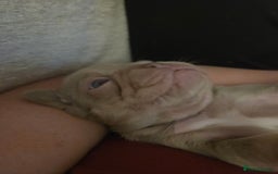 French Bulldog dogs for sale: Isabella & lilac & tan chunky frenchies - Advert 18