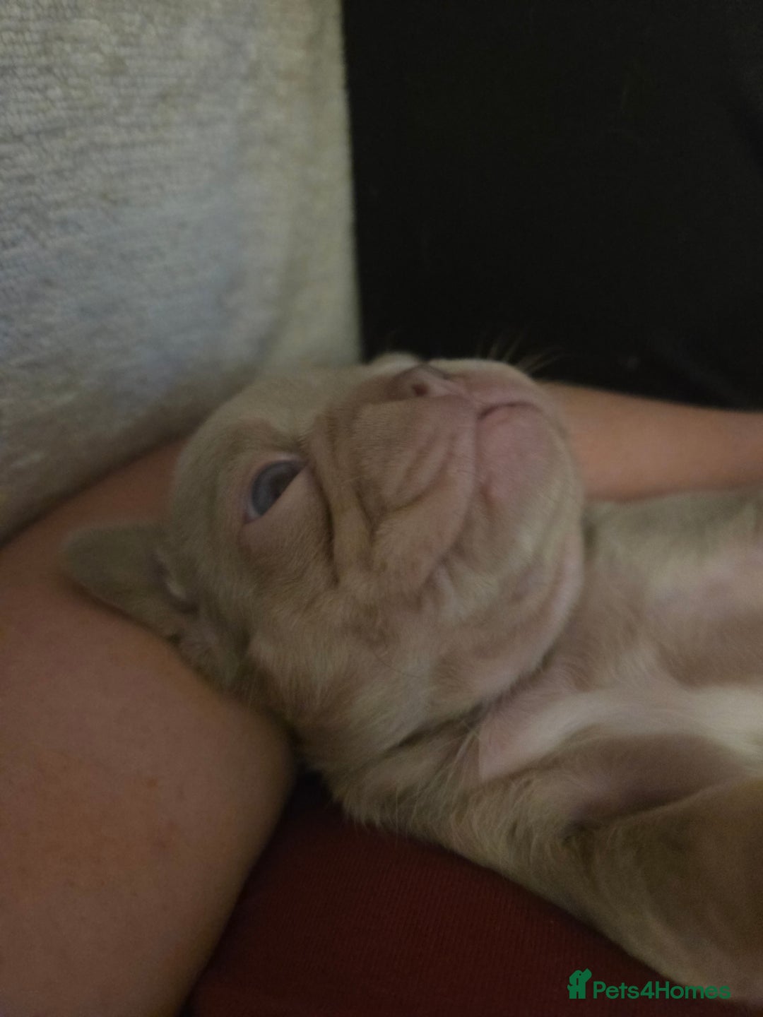 French Bulldog dogs for sale: Isabella & lilac & tan chunky frenchies - Advert 18