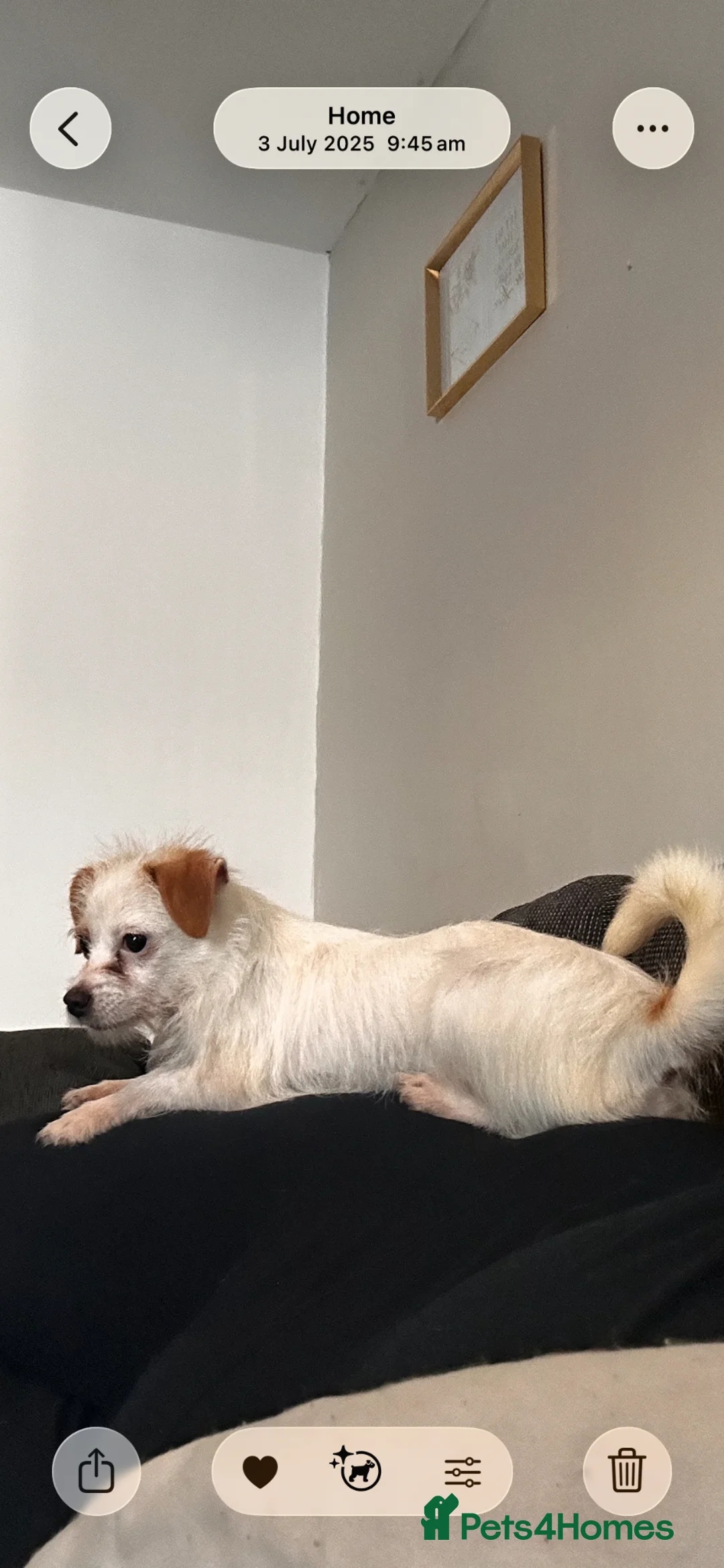 Mixed Breed dogs for sale: Skye  in Llanelli - Advert 8