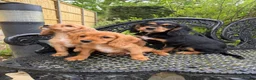 Cockalier dogs for sale: Cavalier x cocker pups 3 boys ready now  - Advert 2