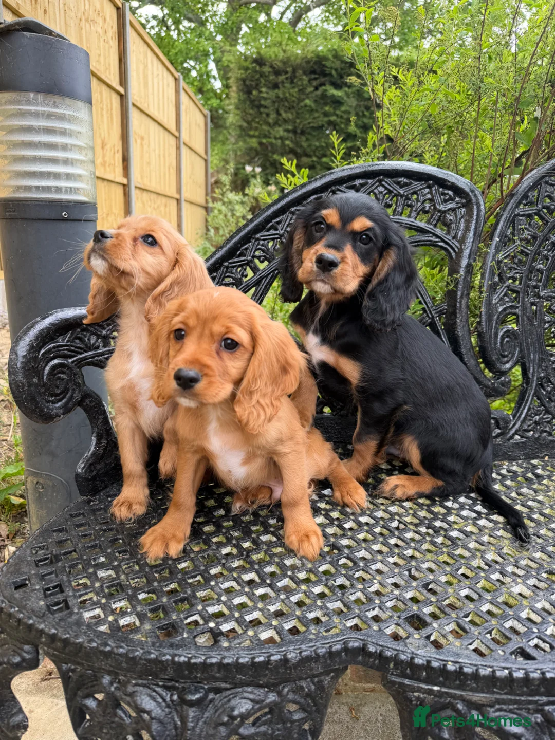 Cockalier dogs for sale: Cavalier x cocker pups 3 boys ready now  - Advert 2