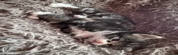 Mixed Breed cats for sale: Beautiful Kittens - Advert 8