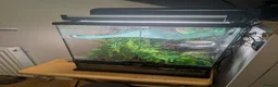 Gecko reptiles for sale: Crested Gecko with full set up  in Doncaster - Advert 6