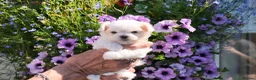 Maltese dogs for sale: Exceptional KC reg small Maltese  - Advert 6