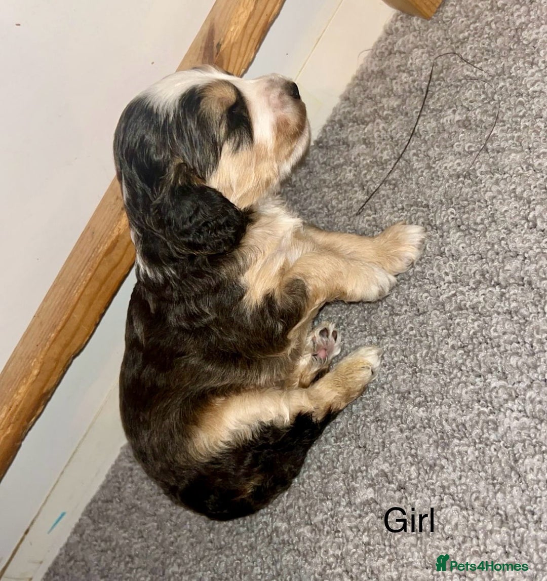 Cockapoo dogs for sale: STUNNING PHANTOM PUPS EXTENSIVE DNA TESTED  - Image 5