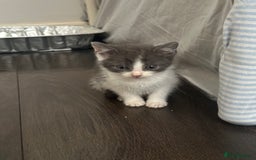 Mixed Breed cats for sale: Mixed breed kittens  - Image 3