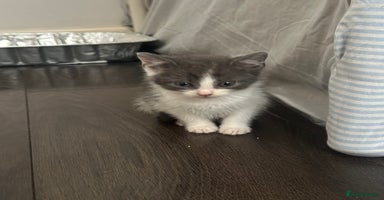 Mixed Breed cats - Advert 3